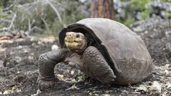 Вид галапагосский черепах Fernandina Giant Tortoise - Sputnik Таджикистан