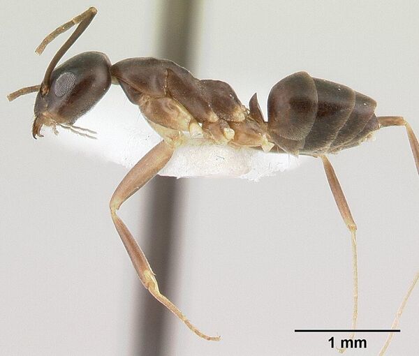 Вид в профиль муравья Gracilidris pombero. - Sputnik Таджикистан