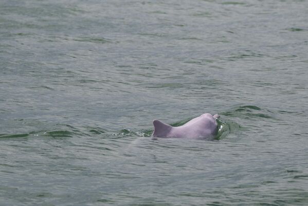 Китайский белый дельфин, также известный, как &quot;розовый дельфин&quot;.Млекопитающее плавало в водах у побережья Гонконга. - Sputnik Таджикистан