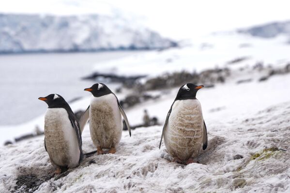 Пингвины стоят на айсберге возле чилийской базы О’Хиггинс в Антарктиде. - Sputnik Таджикистан