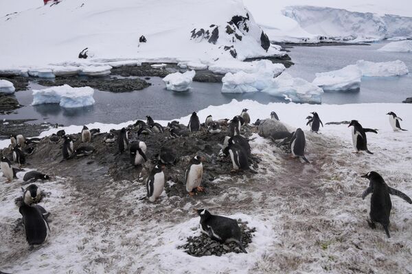 Пингвины ковыляют мимо чилийской базы О&#x27;Хиггинс. - Sputnik Таджикистан
