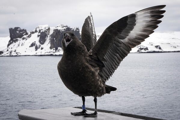 Птица расправляет крылья на борту корабля ВМС Чили &quot;Акилес&quot;. - Sputnik Таджикистан