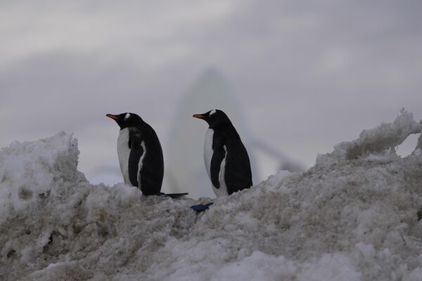 Папуанские пингвины гуляют по военной базе Бернардо О&#x27;Хиггинс. - Sputnik Таджикистан
