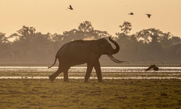 Дикий слон играет в национальном парке Казиранга, расположенном в индийском штате Ассам. - Sputnik Таджикистан