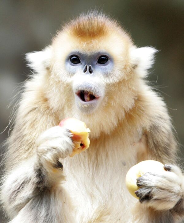 Золотистая курносая обезьяна ест персики в парке развлечений Эверлэнд в Йонгине, к югу от Сеула, Южная Корея. - Sputnik Таджикистан