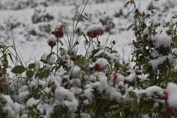 Снег лежит прямо на распустившихся цветах. - Sputnik Таджикистан