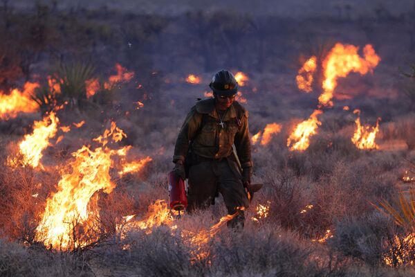 В пустыне Мохаве, в Калифорнии, в этом году вспыхнул крупнейший пожар. Это самый крупный пожар года в Калифорнии. Пострадали знаменитые деревья Джошуа. - Sputnik Таджикистан