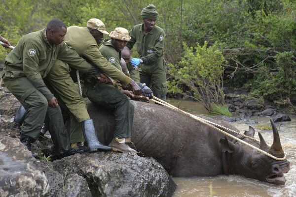 Сотрудники Службы дикой природы Кении и команда по поимке вытаскивают черного носорога под действием успокоительного из воды в Национальном парке Найроби, Кения - Sputnik Таджикистан