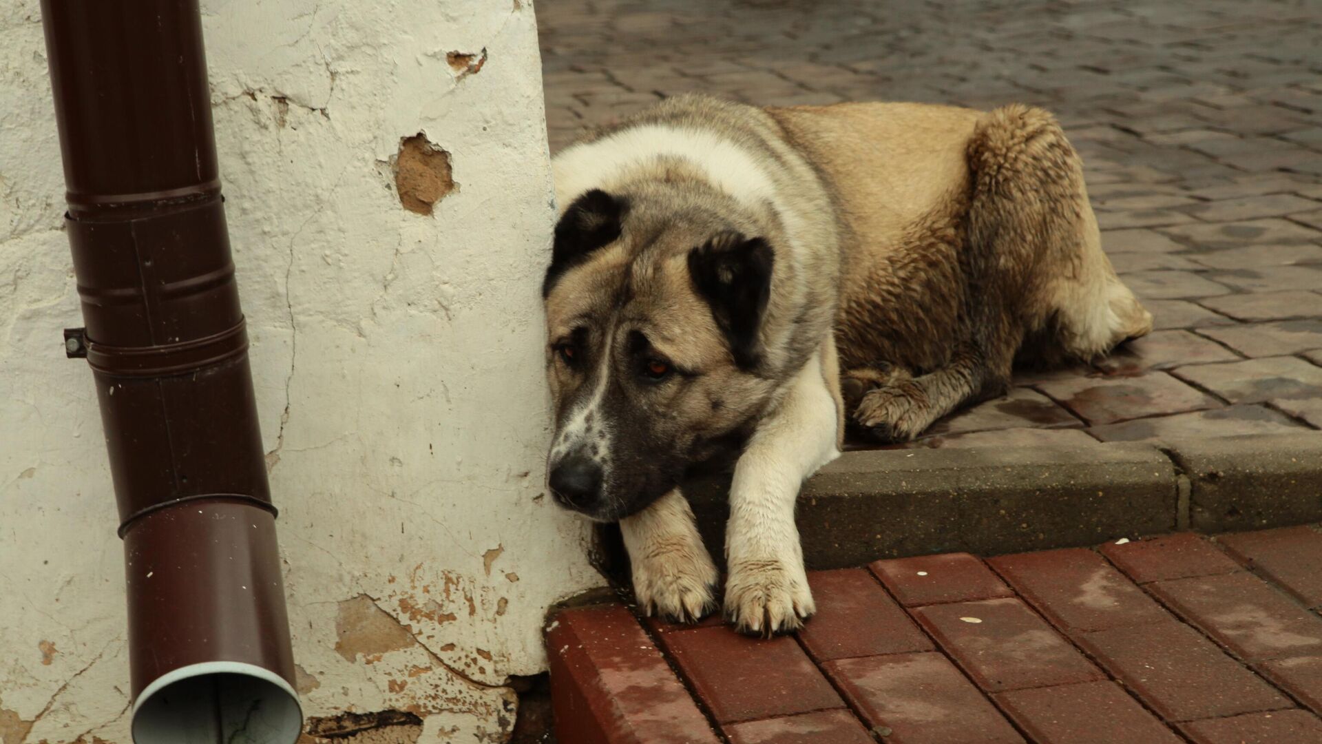 Бездомный пес - Sputnik Таджикистан, 1920, 03.02.2024