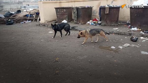 Жители Худжанда обеспокоены нашествием бродячих собак - Sputnik Таджикистан