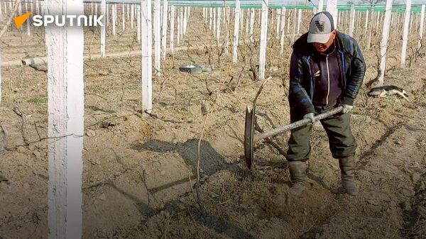 Дороже на 150 %: фермеры жалуются на повышение цен на воду, что говорят чиновники? - Sputnik Таджикистан