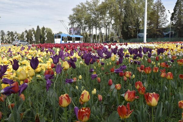 Фестиваль тюльпанов стартовал в Таджикистане еще в середине марта, а завершится только в конце апреля. - Sputnik Таджикистан
