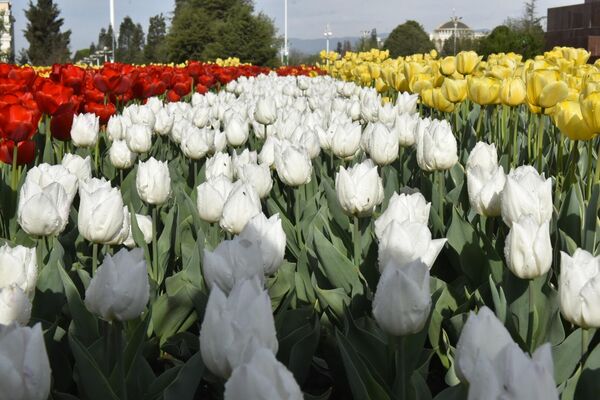 Кстати, тюльпана также известен, как &quot;Невеста года&quot; и &quot;Королева природы&quot;, имеет до 150 видов. - Sputnik Таджикистан