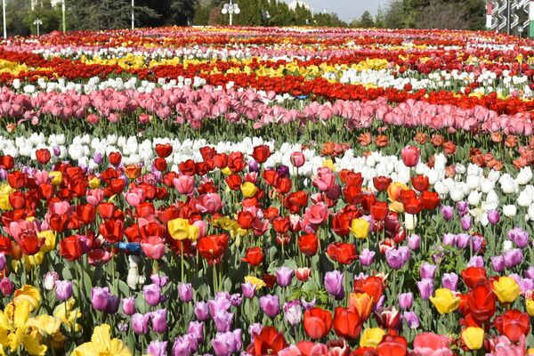 В Душанбе тюльпаны высаживают весной, поскольку эти цветы не переносят чрезвычайно жаркую летнюю погоду. - Sputnik Таджикистан