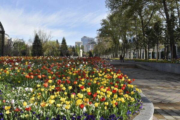 Фестиваль тюльпанов в Таджикистане по традиции проводится по 10 номинациям. - Sputnik Таджикистан