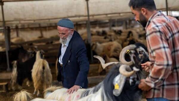 Покупатель выбирает овец на рынке в Стамбуле во время мусульманского праздника Курбан-Байрам - Sputnik Тоҷикистон