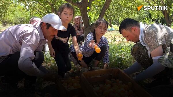 Согдийские абрикосы: как выращивают и куда импортируют главный фрукт страны? - Sputnik Таджикистан