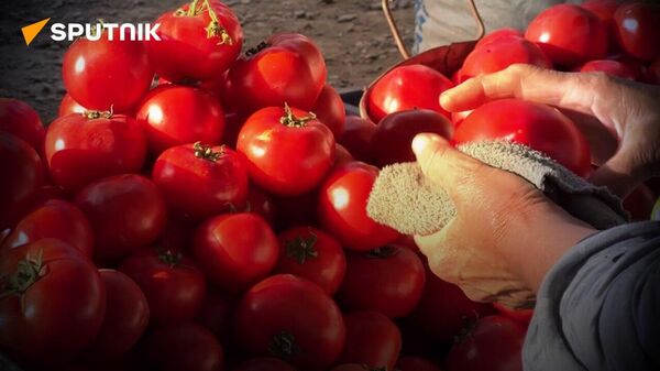 Северные томаты: почему согдийские помидоры пользуются большой популярностью? - Sputnik Таджикистан