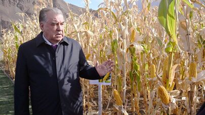 Хозяйство ООО "Сабзавоти Кухистон" в Рушанском районе