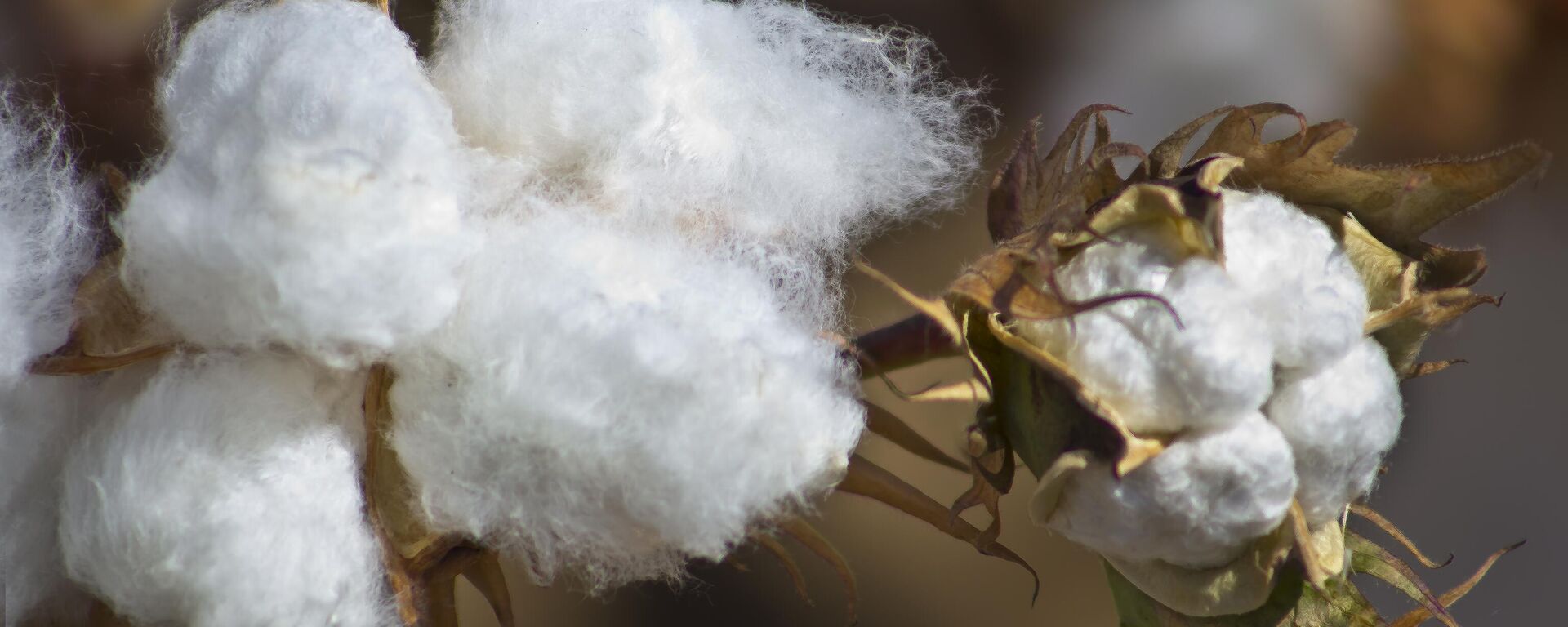 Хлопок в Таджикистане - Sputnik Таджикистан, 1920, 15.03.2025