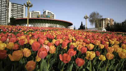 Цветущие тюльпаны в Душанбе