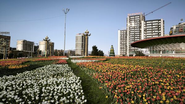 В республике выращивают 24 различных вида тюльпанов. В республике выращивают 24 различных вида тюльпанов. - Sputnik Таджикистан