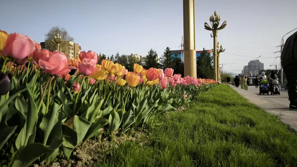 Лола гули нозуку ҳассос буда, дар ҷойҳои офтобии дур аз чангу хок ва бод мерӯяд ва ҳосилхез аст. Лола гули нозуку ҳассос буда, дар ҷойҳои офтобии дур аз чангу хок ва бод мерӯяд ва ҳосилхез аст. - Sputnik Тоҷикистон