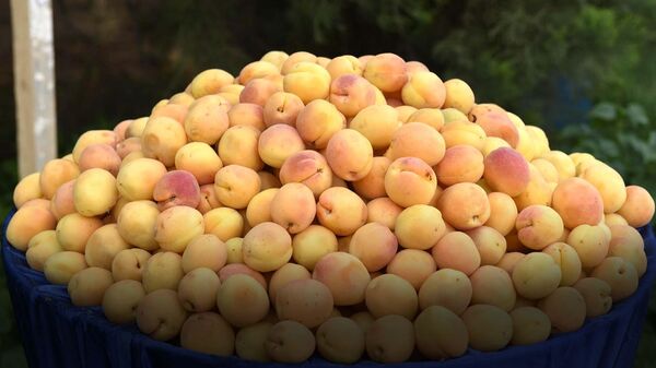 Чӣ тавр зардолуи суғдӣ дар мағозаҳои Русия пайдо мешавад - Sputnik Тоҷикистон