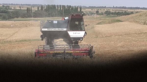 Под палящим солнцем: как собирают пшеницу в Таджикистане?  - Sputnik Таджикистан