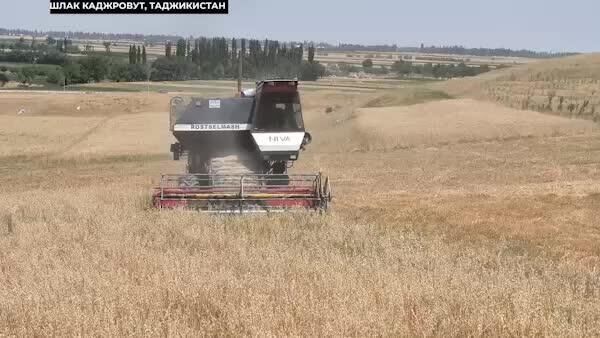 Урожай пшеницы в Таджикистане может превысить показатели 2024-го: уборка в полях продолжается, несмотря на 40-градусную жару - Sputnik Таджикистан