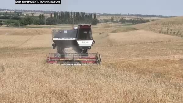 Ҷамъоварии гандум дар Тоҷикистон метавонад аз нишондодҳои соли 2024 зиёдтар бошад: ҷамъоварии ҳосил дар саҳро бо вуҷуди гармии 40 дараҷа идома дорад - Sputnik Тоҷикистон