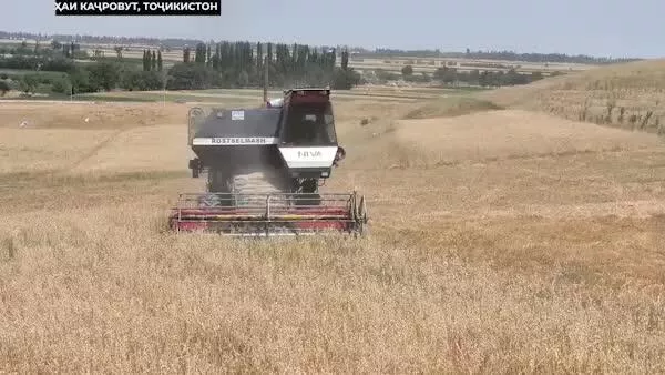 Ҷамъоварии гандум дар Тоҷикистон метавонад аз нишондодҳои соли 2024 зиёдтар бошад: ҷамъоварии ҳосил дар саҳро бо вуҷуди гармии 40 дараҷа идома дорад - Sputnik Тоҷикистон