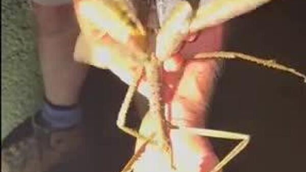 Просто жуть: в Австралии нашли новый вид палочника длиной 40 см и весом 44 грамма - Sputnik Таджикистан