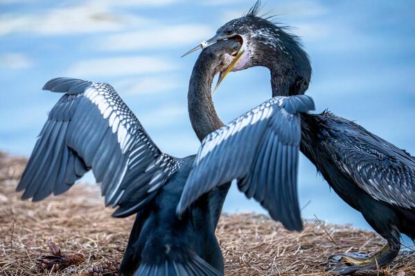 Птенец засунул голову в горло матери в парке Лейк-Эола в Орландо, Флорида. Птенцы остаются с родителями в течение шести-семи недель, прежде чем смогут жить самостоятельно. - Sputnik Таджикистан