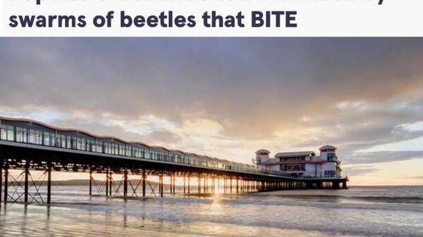 Популярный британский морской курорт в графстве Сомерсет заполонил новый вид насекомых, они нападают на людей - Sputnik Таджикистан