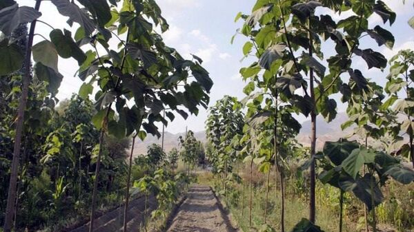 В Пенджикенте по берегу реки Зарафшан вырастят более 1,3 тыс - Sputnik Таджикистан