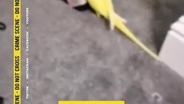 Як тӯтӣ барои фош кардани як гурӯҳи маводи мухаддир дар Англия кумак кард - Sputnik Тоҷикистон