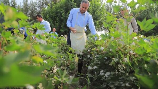 Раиси вилоят дар сафи пеш: Оғози чиниши пахта дар Хатлон - Sputnik Тоҷикистон