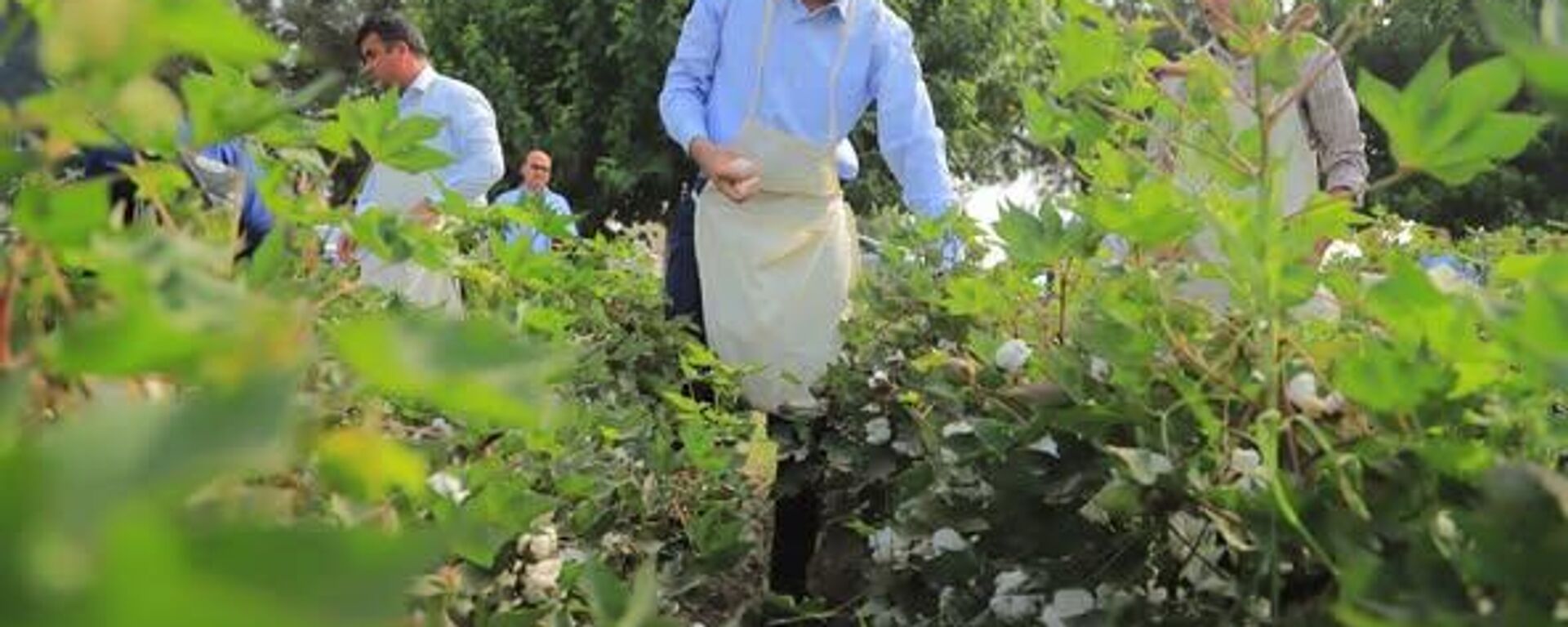 Раиси вилоят дар сафи пеш: Оғози чиниши пахта дар Хатлон - Sputnik Тоҷикистон, 1920, 15.08.2025