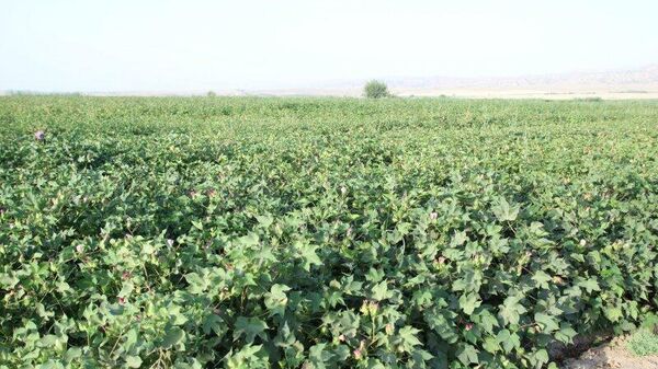 В Дангаре хлопком засеяли более 5,2 тыс - Sputnik Таджикистан