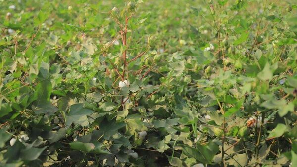 В Кушониёне хлопчатником засеяли более 10,7 тыс - Sputnik Таджикистан