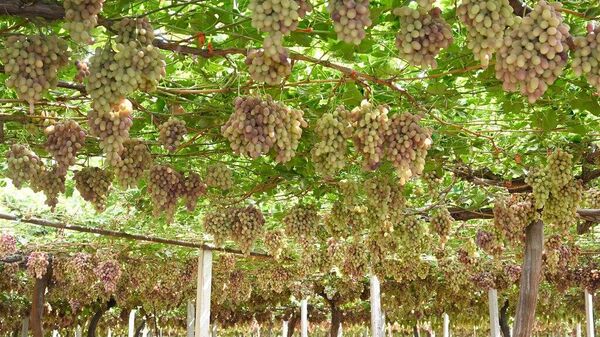 Виноградари Турсунзаде планируют отправить на экспорт до 40 тыс - Sputnik Таджикистан