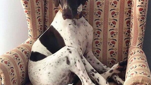 К добрым новостям: известный модный журнал Vogue показал самых стильных собак в мире - Sputnik Таджикистан