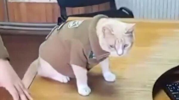 Самим не справиться: чилийские полицейские взяли на работу кота - Sputnik Таджикистан