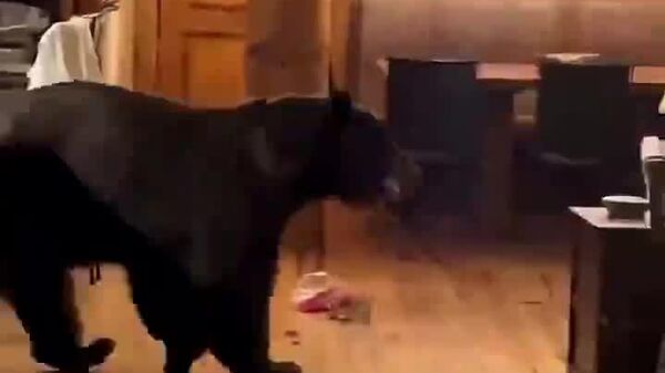 Ягон чизи ғайриоддӣ нест: танҳо хирс ба аёдати як оилаи амрикоӣ омад, яхдонро тафтиш кард ва аз дари даромадгоҳ баромад - Sputnik Тоҷикистон