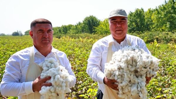 В Аште началась уборка хлопка: на 4 сентября уже получено 232 тонны - Sputnik Таджикистан