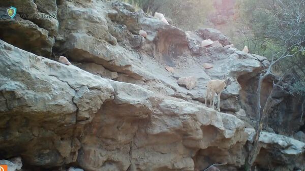 Бухарских горных баранов и винторогих козлов засняли в Узбекистане - Sputnik Таджикистан