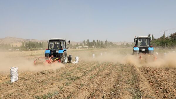 Сбор урожая картофеля в Хатлонской области  - Sputnik Таджикистан