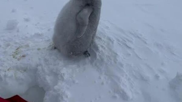 К добрым новостям: российские полярники спасли императорского пингвиненка - Sputnik Таджикистан