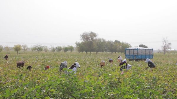 Раёсати маорифи вилояти Суғд хабарҳо дар бораи ҷалби иҷбории омӯзгорону хонандагон ба пахтачиниро рад кард - Sputnik Тоҷикистон